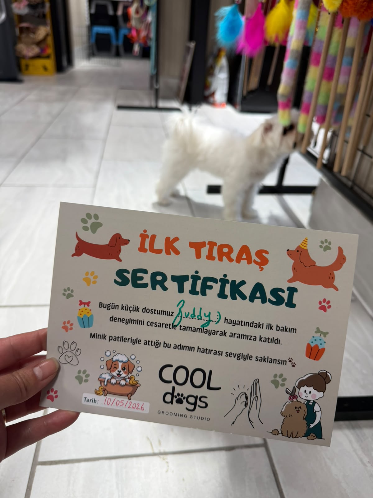 İlk Tıraş Sertifikası